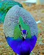 burung-merak 15 senarai